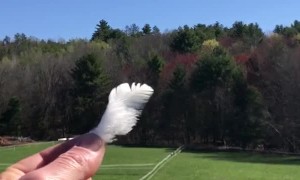 Helping the Yearly Tenants Build Their Nest