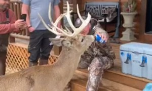 Deer Wants What Hunter is Drinking