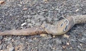 Rescued Snake Regurgitates