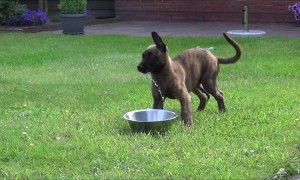 Puppy's adorably confused when trying to figure out water bowl