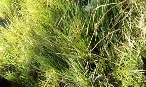 Desperate Dog Rescued from Plastic Container