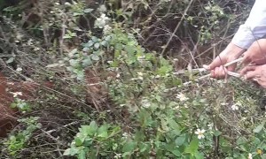 Stuck Cow Rescued by Bystanders