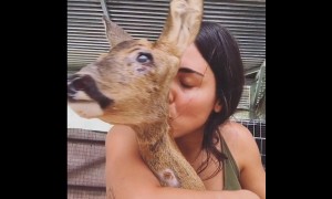 Rescued deer recovers from devastating injuries