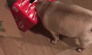 Poppy the Pug Gets Head Stuck in Soda Box