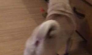 Pug Seems Pumped for Food