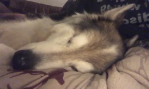 Moved the Bed Downstairs for Dog in its Senior Years