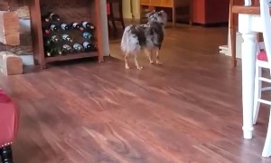 Excited Doggo Greets with Wiggles