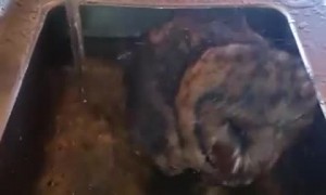 Owl Gets Soaked in the Sink