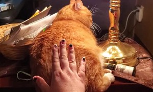 Cat Powered Touch Lamp
