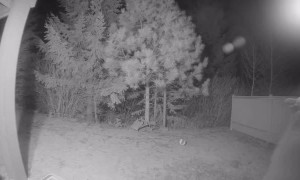 Bear Bites Security Camera