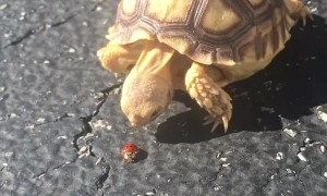 Tortoise Tries to Catch Ladybug