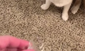 Fast Feline Loves Fetch