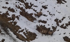 Rams Knock Horns Over Ewe