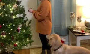Doggo Helps Decorate