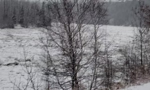 Pack of Coyotes on Moving Ice