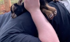 Sweet Goat Needs to Snuggle
