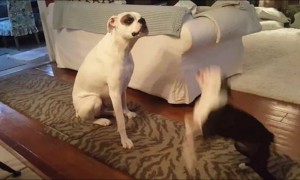 Energetic puppy really wants to play with bigger dog