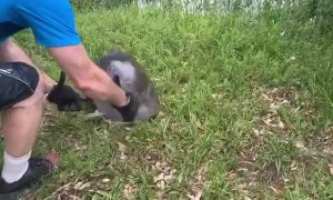 Long Neck Snapping Turtle Saved