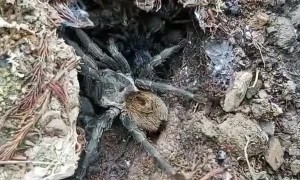 Furry Spider With Scurrying Babies