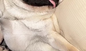 Pug is So Sleepy