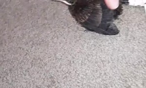 Rescued Baby Bird Likes to Talk Back