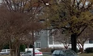 Bald Eagle Inside the Office