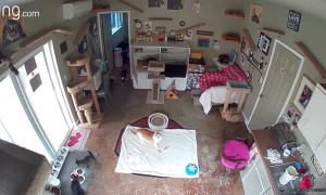 Cat Discovers the Security Camera