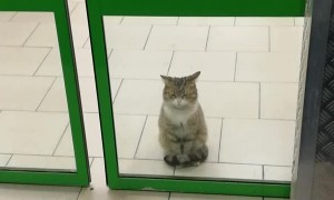 Cat Waits Patiently in Store Doorway