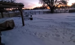 Dogs Deal with Snow in Different Ways