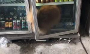 Smart Dog Keeping Cool