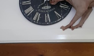 Cat Uses Clock as Chew Toy