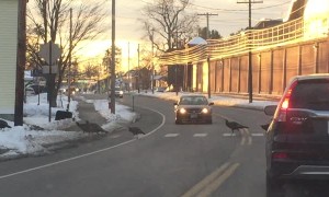 Turkey’s Leaving Concord Prison Using the Crosswalk