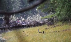 Baby Bear Rides on Mother's Back