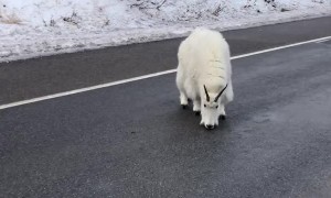 Mountain Goat Road Block
