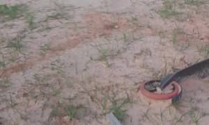 Stray Husky and Monkey Make Unlikely Pair