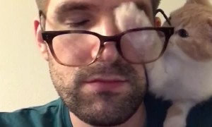 Cute Kitty Claws at Glasses