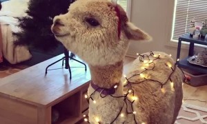 Alpaca Shows off Christmas Spirit
