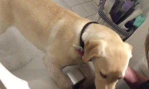 Puppy Gets a Bubble Bath