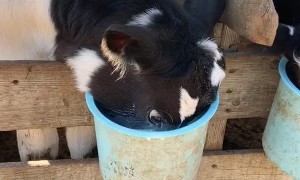 Cow Shows How He Earned His Name