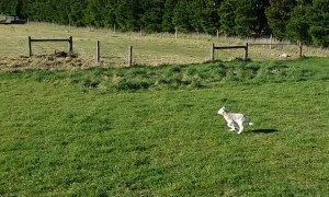 Sheep Sends Dog in Circles