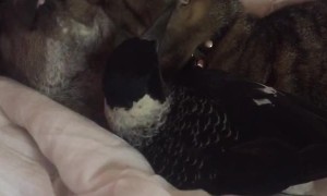 Cat Grooms Kangaroo while Magpie Grooms Cat