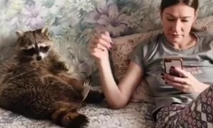 Curious Raccoon Needs Attention
