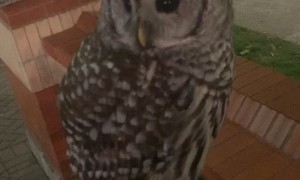 Up Close with Friendly Owl