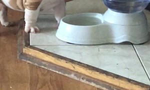 Billie the British Bulldog Makes Bubbles