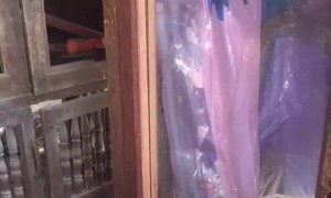 Doggy Meets its Match in the Mirror