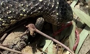 Lizard Tries to Chomp Fingers
