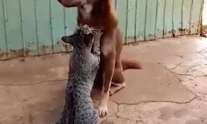 Kitty Gives Dog Delicate Massage