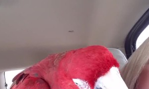 Gonzo the Dancing Green-Wing Macaw