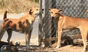 Thankfully, There's a Fence