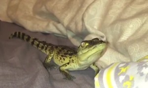 Rufio the Rescued Crocodile